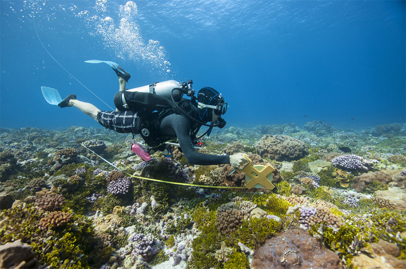 Diver laying down a transect tape. Photo © Tim Calver
