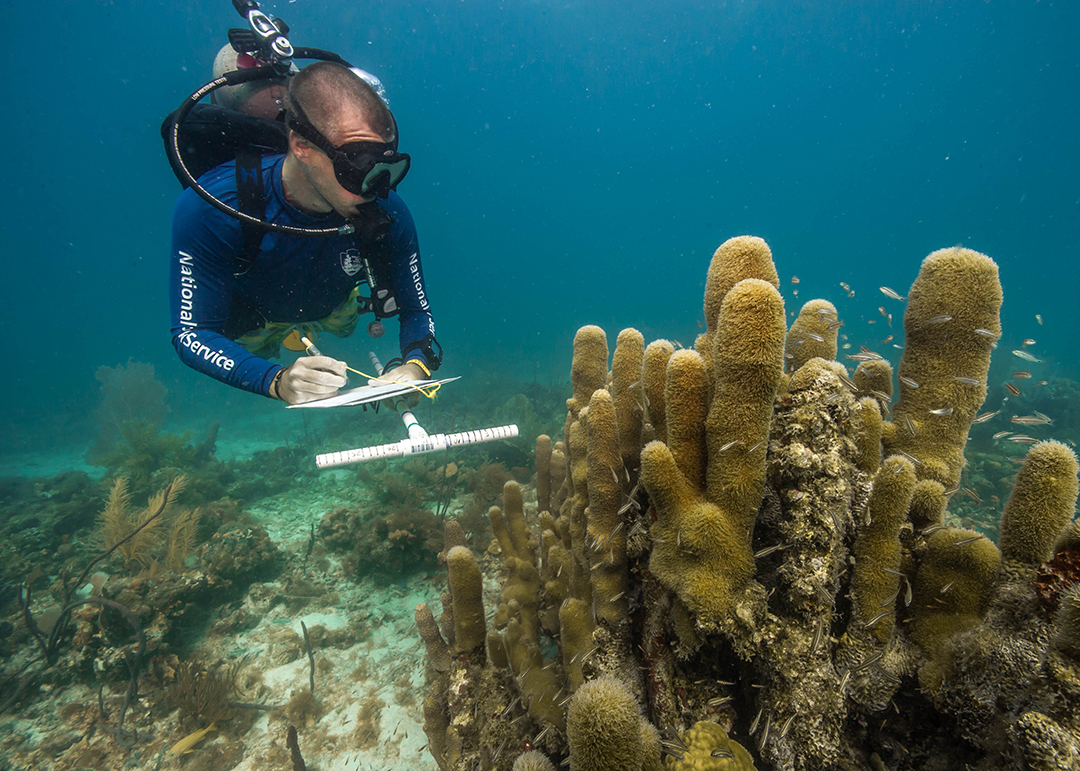 Duiker op een monitoringduik in de Florida Keys. De gestreepte paal wordt gebruikt om de afstand en grootte van vissen, koralen of andere riforganismen te schatten. Foto © Shaun Wolfe/Ocean Image Bank