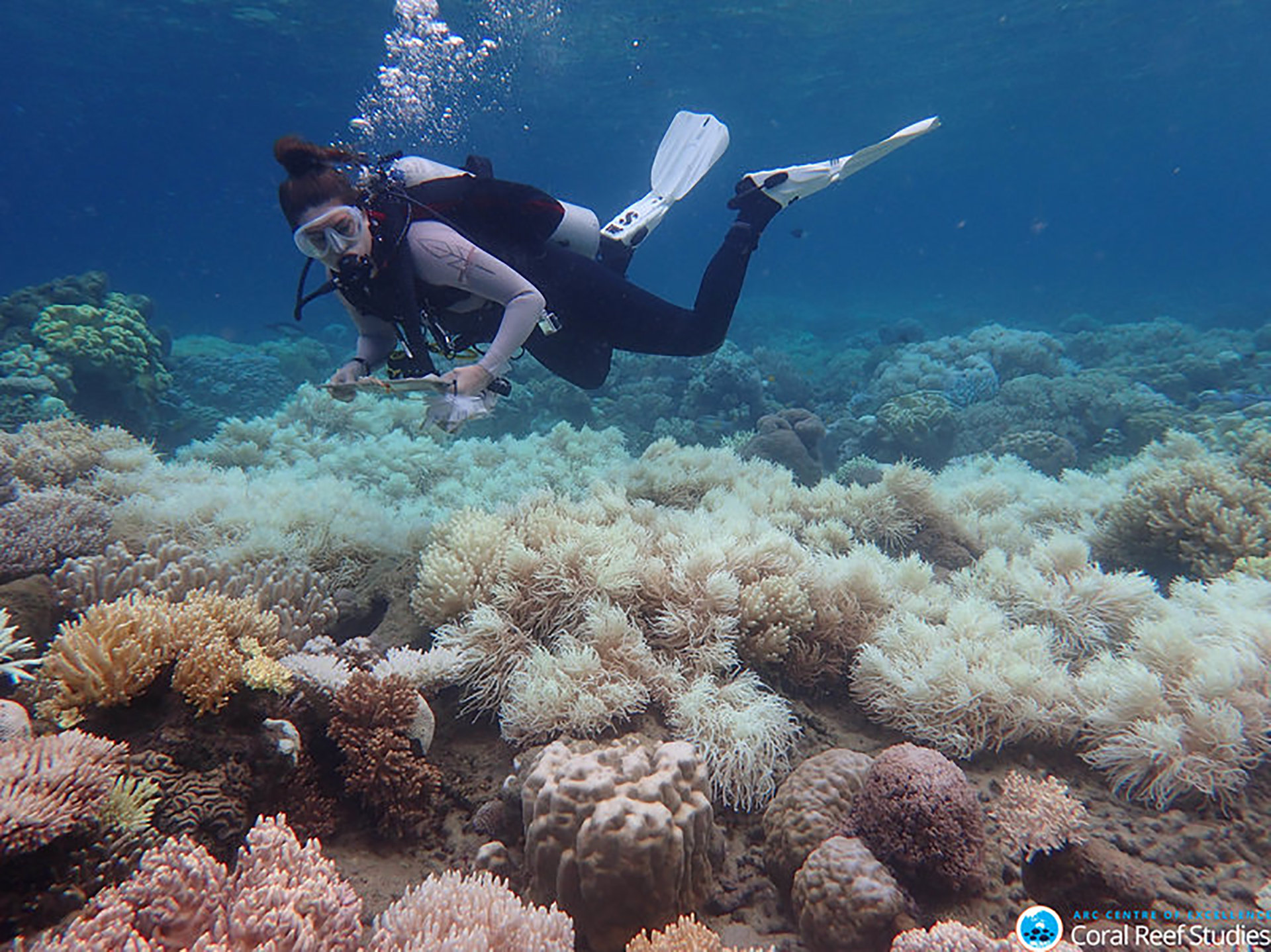 漂白されたサンゴ礁GBRを調査するダイバー