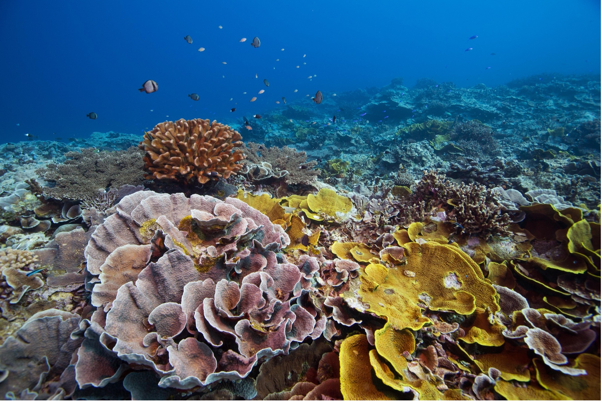 Terumbu karang yang pelbagai dan berdaya tahan di Yap, Micronesia. Oleh Tim Calver.