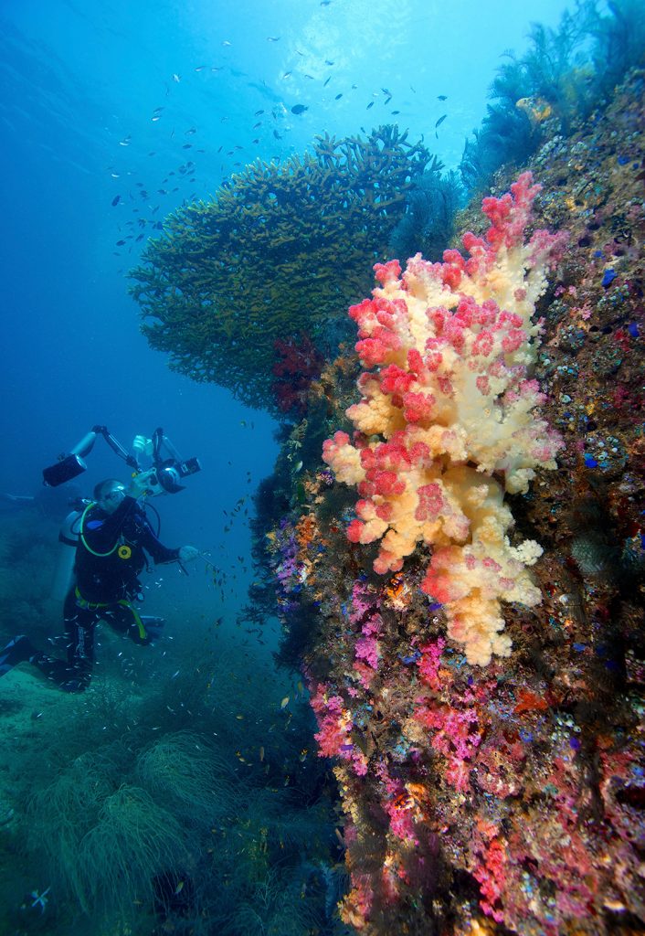ความลาดชันของแนวปะการังที่หลากหลายในราชาอัมปัต ประเทศอินโดนีเซีย ภาพถ่าย© Gregory Piper / Ocean Image Bank