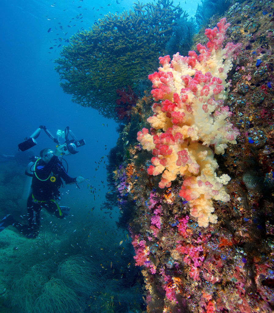 A diverse reef slope in Raja Ampat, Indonesia. Photo © Gregory Piper/Ocean Image Bank