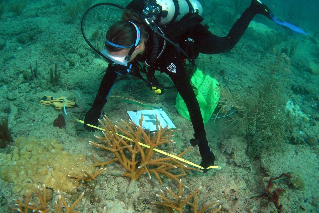 Plongeur surveillant la colonie de donneurs d’Acropora cervicornis. Photo © Elizabeth Goergen, Université NOVA du Sud-Est