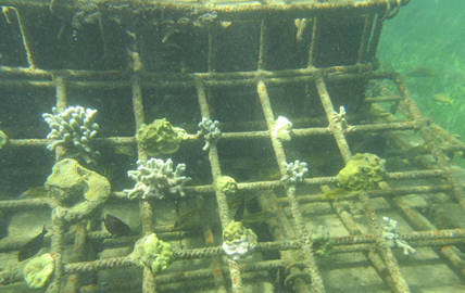 Early view of submerged pilot reef structures in Grenville Bay. Photo © TNC