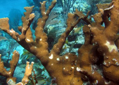 Coral Elkhorn com varíola branca