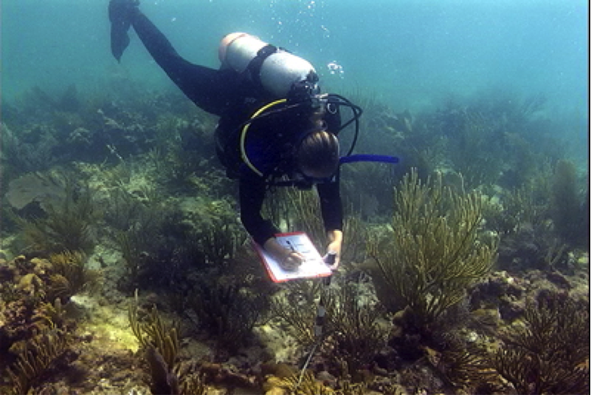 FRRP-DRM reef surveys. Photo © Erich Bartels