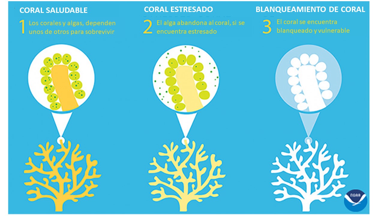 Infografía de blanqueamiento de corales NOAA