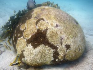 ندوة عبر الإنترنت حول مرض الشعاب المرجانية
