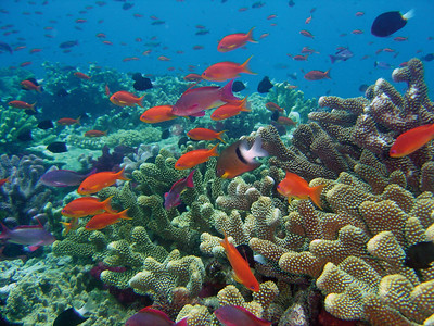 Recife de coral em Fiji