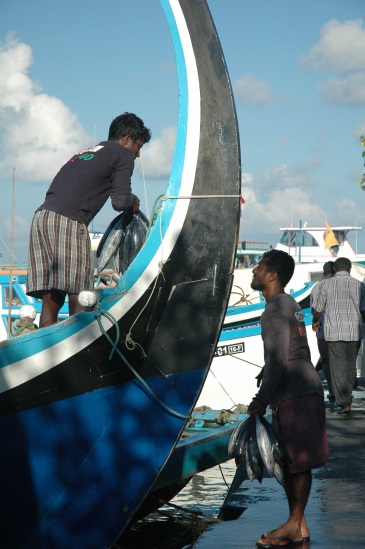 The Maldivian fishing fleet uses traditional artisanal methods. The fleet consists of traditional Maldivian boats, which mainly use rod and line fishing for yellow fin tuna and reef fishes, making it one of the last remaining relatively sustainable fishing fleets. Photo credit: Alex Barron