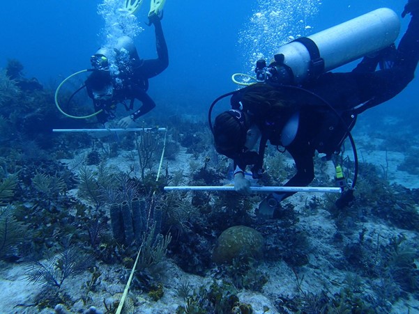 Florida Keys Monitoring. Photo © Elizabeth Shaver