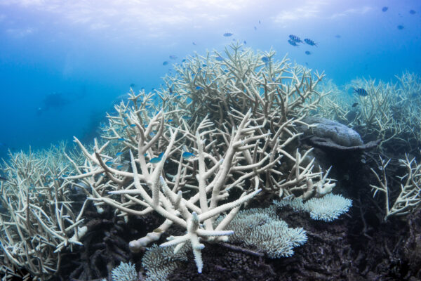 Coral bleaching on the Great Barrier Reef, Australia. Photo © The Ocean Agency/Ocean Image Bank