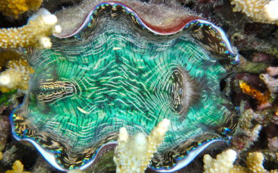 Giant Clam Palau @ Brian Silliman