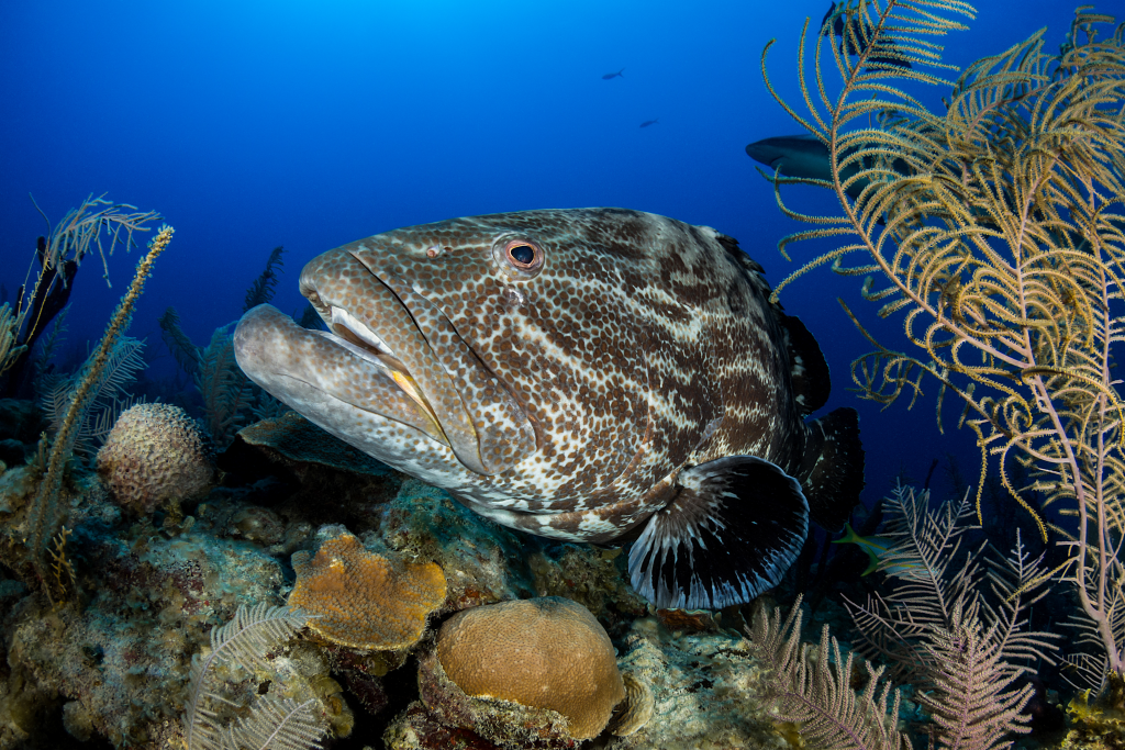 Endangered species such as the goliath grouper are protected in the Gladden Spit and Silk Cayes Marine Reserve, Belize. Photo © Fabrice Dudenhofer/Ocean Image Bank