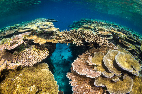 Great Barrier Reef, Australia Matt Curnock/Ocean Image Bank