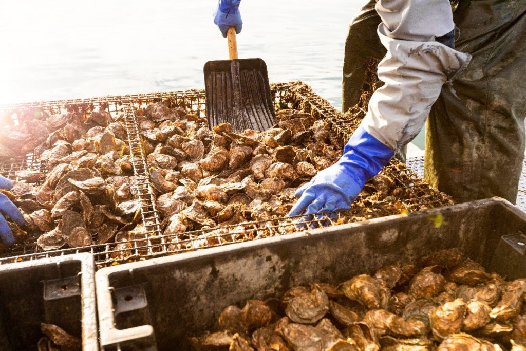 Harvest from a shellfish aquaculture Maine Jerry Monkman TNC
