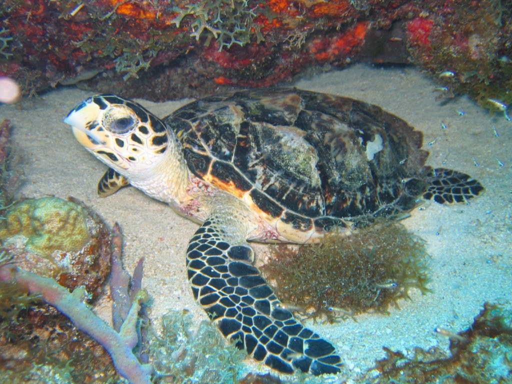 Tortuga carey. Foto © Nature Foundation St. Maarten