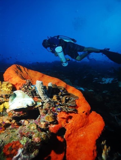 Healthy coral reef Bonaire National Marine Park Alcides Falanghe