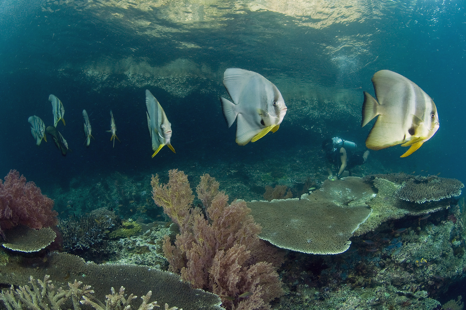 Gezonde koraalriffen trekken duikers en andere toeristen aan