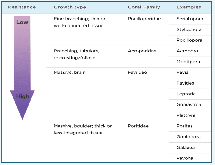 Table highlighting a general hierarchy of resistance to bleaching according to growth forms. Source: Loya et al. 2001, McClanahan et al. 2004, Marshall and Schuttenberg 2006