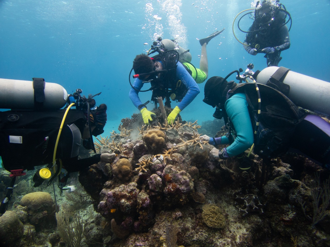 Honduras Reef Brigades working in Roatan