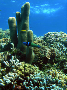 Healthy Honduran reef. Photo © Ian Drysdale