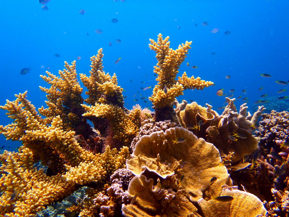Korallenriffe wirken wie die Mauern der Natur - es lohnt sich, auf sie zu achten