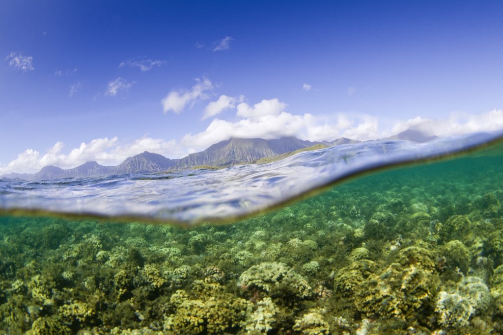 Algas invasoras en hawái Ian Shive