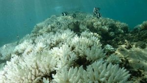 Cuadrado de corales blanqueados MARE de Julien Wickel