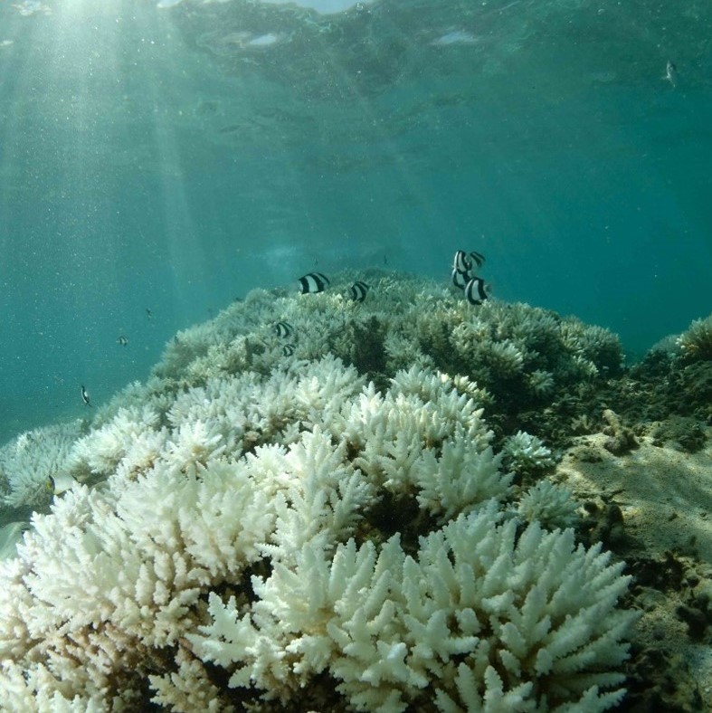 Cuadrado de corales blanqueados MARE de Julien Wickel