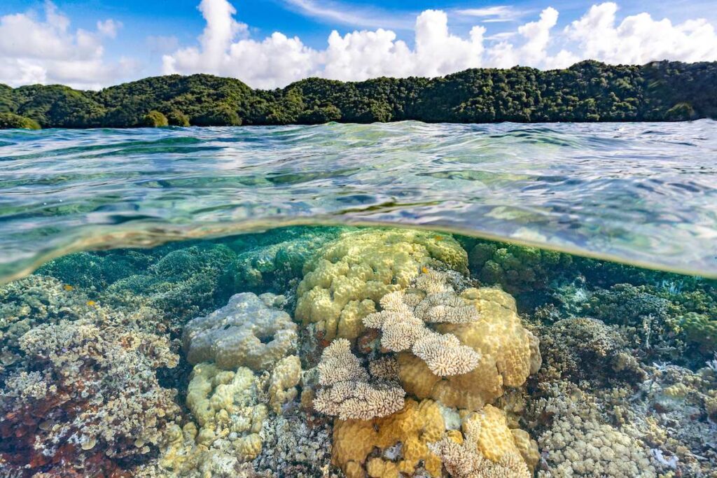Split view of a coral reef in Palau