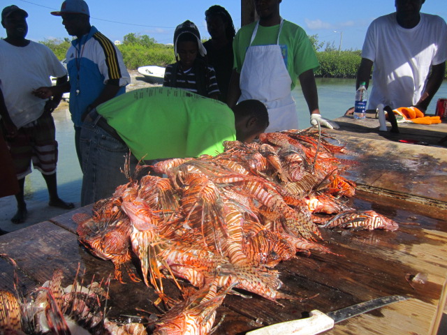 Feuerfischinvasion in der Karibik - Milderung der Bedrohung durch invasive gebietsfremde Arten in der Insel Karibik