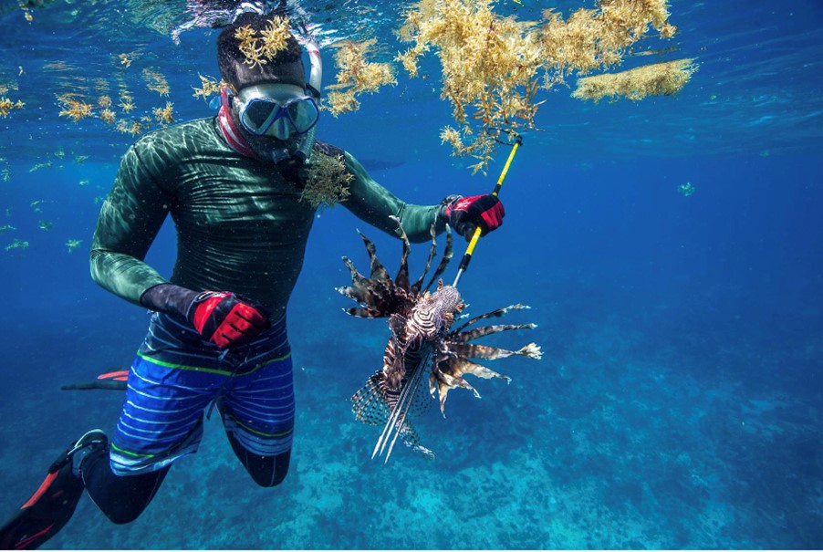 Lionfish caught by a spear fisher, Pedro Bank, Jamaica. Photo © Tim Calver