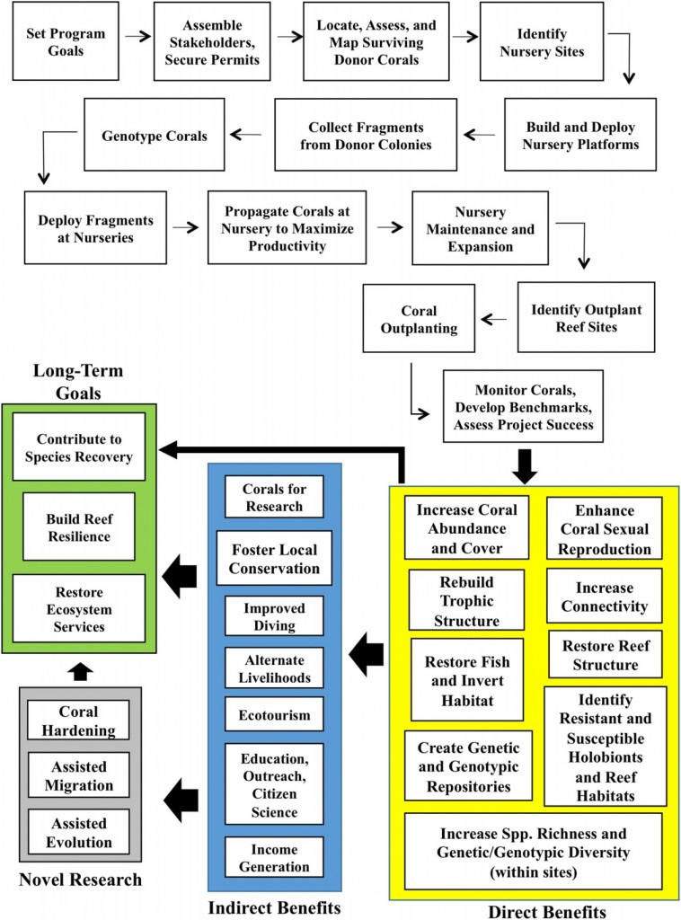 Diagram konseptual dari langkah-langkah dan perencanaan untuk perbanyakan koloni karang, yang dikembangkan oleh Lirman dan Schopmeyer (2016).