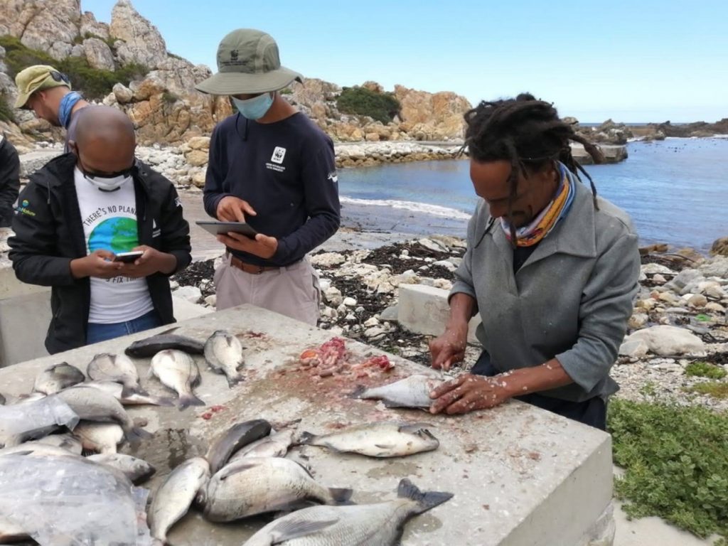 Vangst vastleggen met de Abalobi-app. Foto © WWF Zuid-Afrika