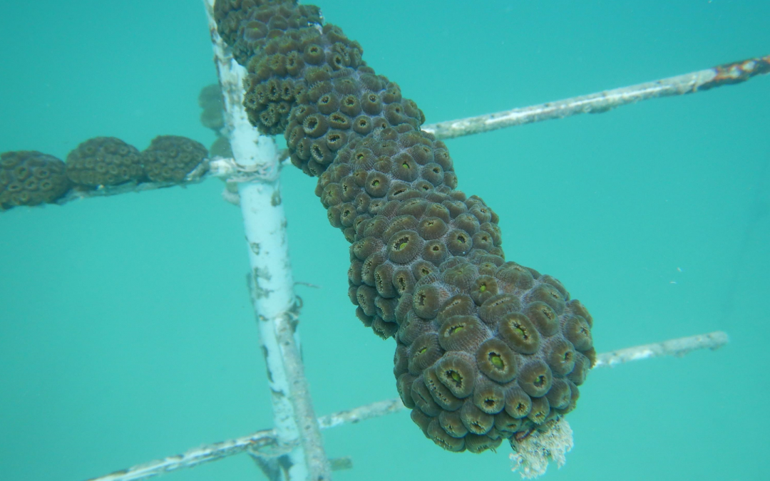 เทคนิคการฟื้นฟูปะการังที่ไม่แตกแขนง: บทเรียนจากทั่วโลก การสัมมนาผ่านเว็บ