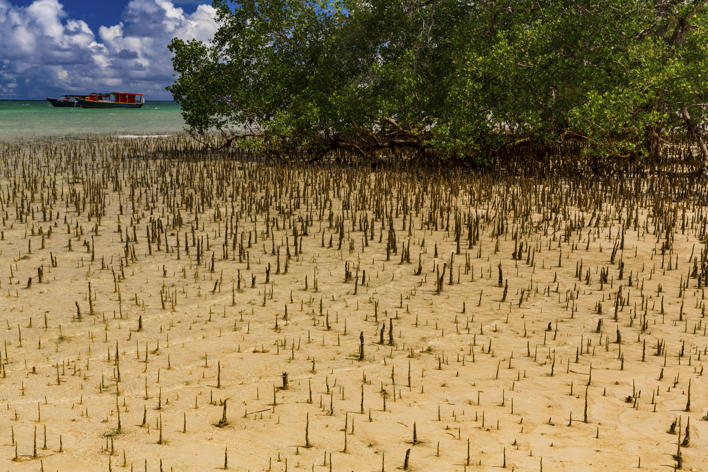塞舌爾馬埃島西南海岸沿線的紅樹林 照片 Jason Houston