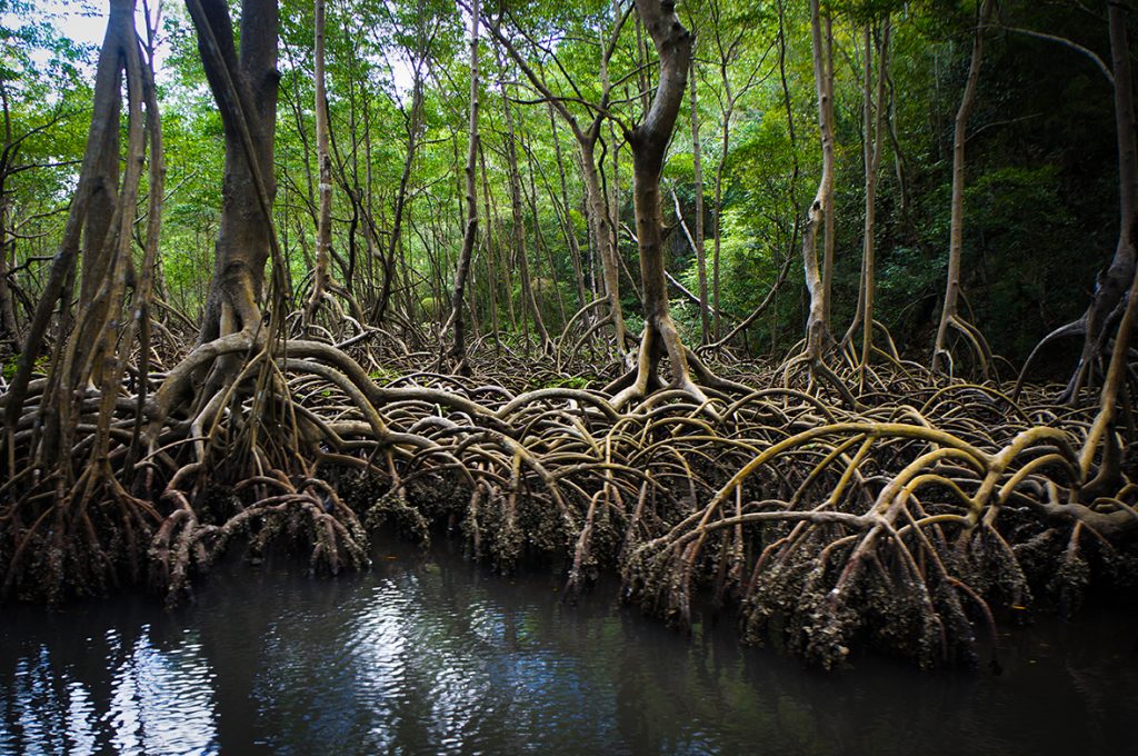 Mangroves any amin'ny Repoblika Dominikanina. Sary © Rachel Docherty / Flickr Creative Commons