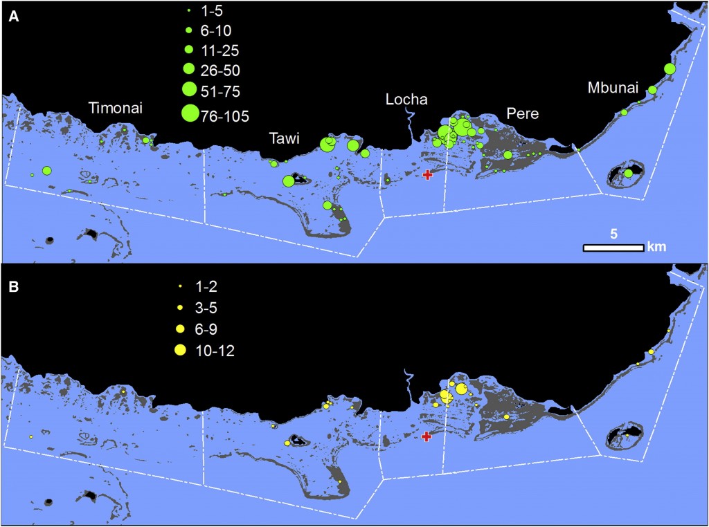 Locatie en abundantie van bemonsterde en toegewezen jonge exemplaren: ruimtelijke patronen van koraal-grouper (A) verzameling juveniele monsters en (B) juveniele afstammingstoewijzingen. Groene (A) en gele (B) cirkels worden geschaald naar het aantal jonge exemplaren. Volwassenen werden bemonsterd uit een enkele vissende paaiaggregatie (rood kruis) en jonge exemplaren werden verzameld bij 66 individuele riffen (groene cirkels in A). Witte streepjeslijnen tonen de gebruikelijke mariene eigendomsgrenzen van de vijf gemeenschappen, met de naam van elke gemeenschap in wit (A). Land is zwart, koraalriffen zijn grijs en water is blauw (Almany et al. 2013).