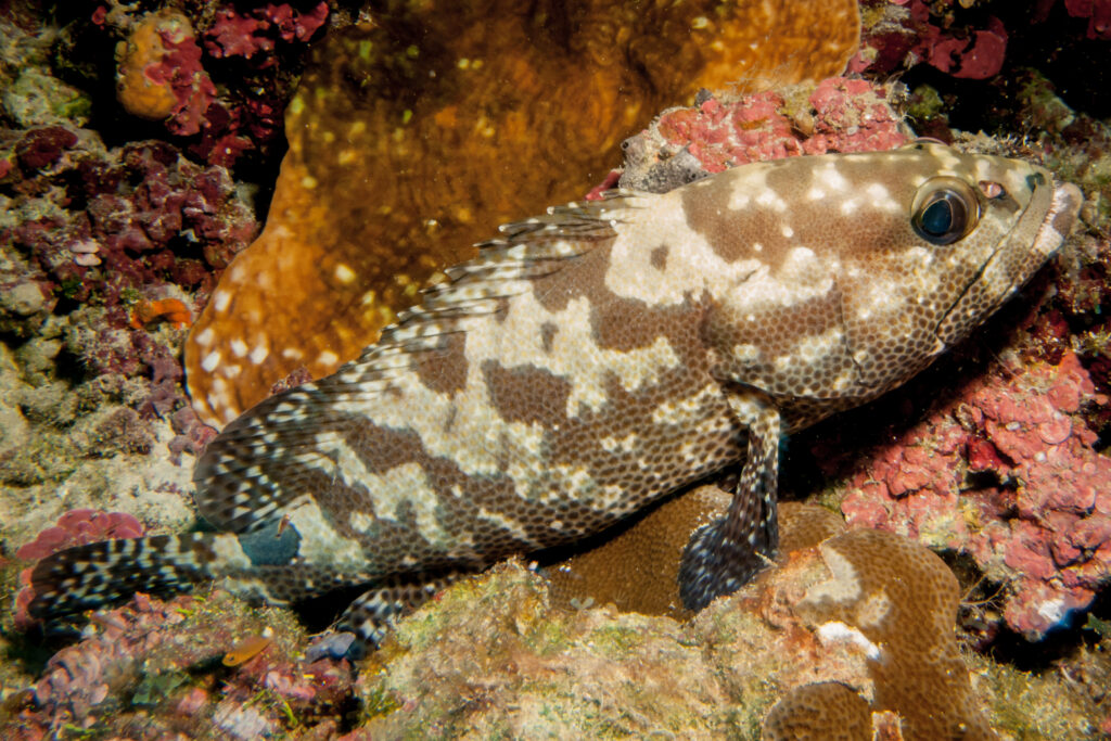 Grouper marbra any Palau