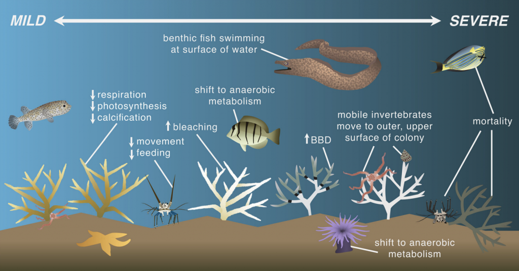 海洋生物對輕度和重度缺氧的反應，包括生理過程、棲息地選擇和生存的變化。 注意：BBD 代表黑帶病。 資料來源：Nelson 和 Altieri 2019