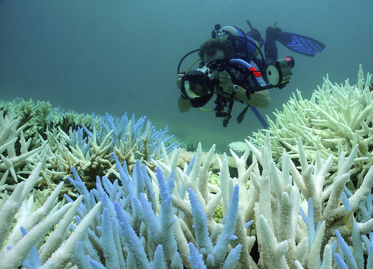 Mass Bleaching | Reef Resilience