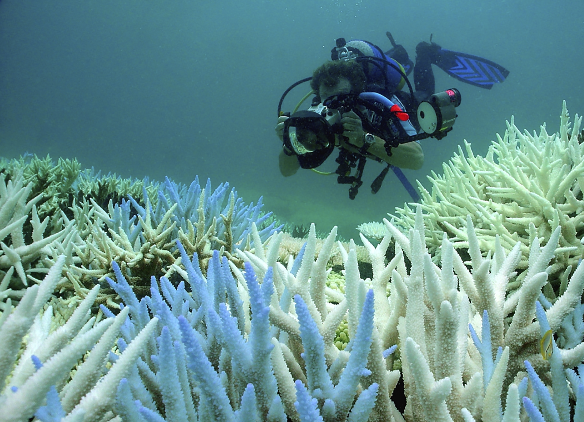 オーストラリアのケッペル諸島での大量漂白ポールマーシャルGBRMPA