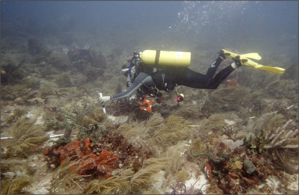 パームビーチ郡のトランセクトに沿ってサンゴを測定。 写真©フロリダ環境保護局