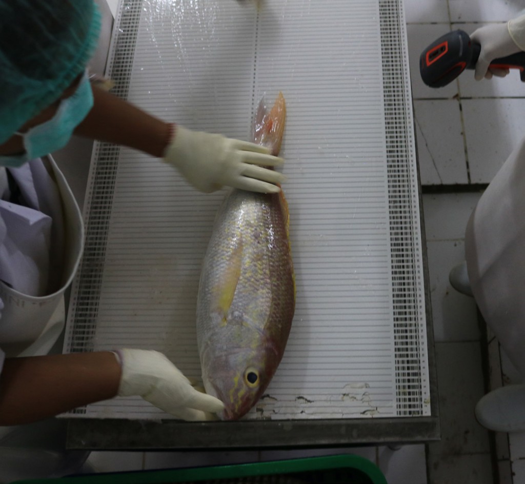 Measuring snapper in the processing plant, Indonesia. Photo © Jeremy Rude/TNC