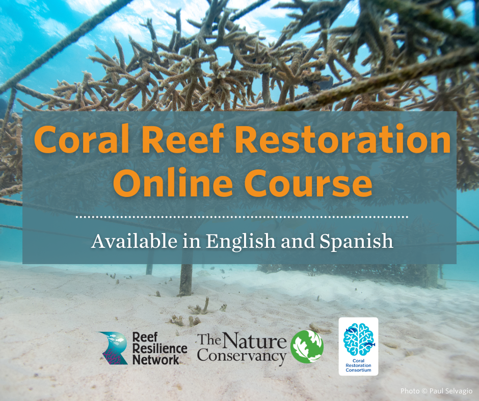 Coral reef restoration online course available in English and Spanish