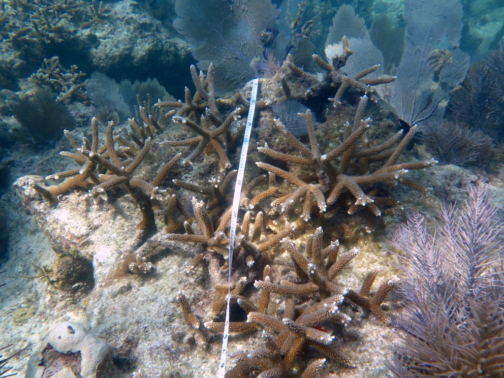 Monitoring restored fragments of Acropora cervicornis in the Florida Keys. Photo © Margaux Hein