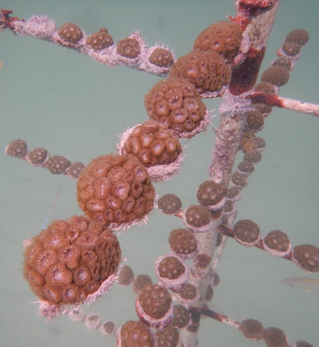 Montastrea cavernosa corals Mote Marine Laboratorys offshore nursery Caitlin Lustic TNC