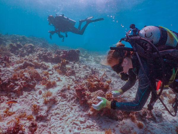 Outplanting corals in the U.S. Virgin Islands.