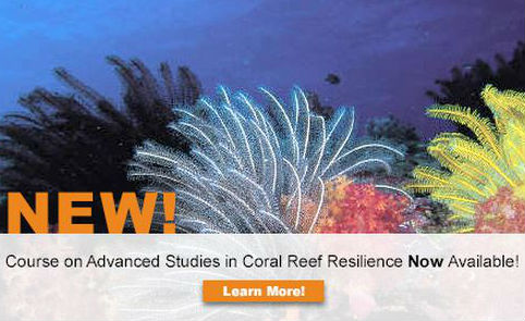 Neuer Reef Resilience Online-Kurs gestartet
